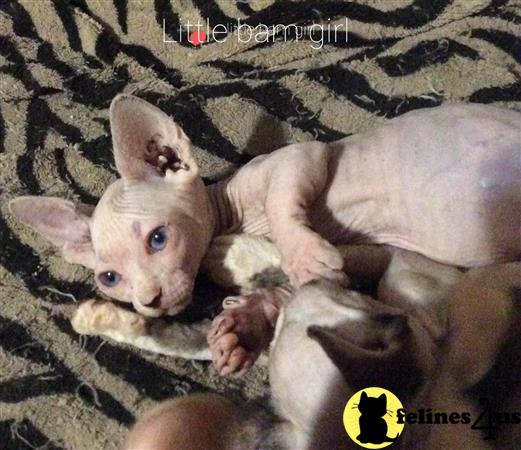 Barenakedsphynx Picture 1